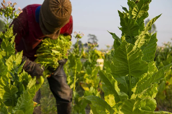 Boer Oogsten Van Tabaksbladeren Het Gebied — Stockfoto