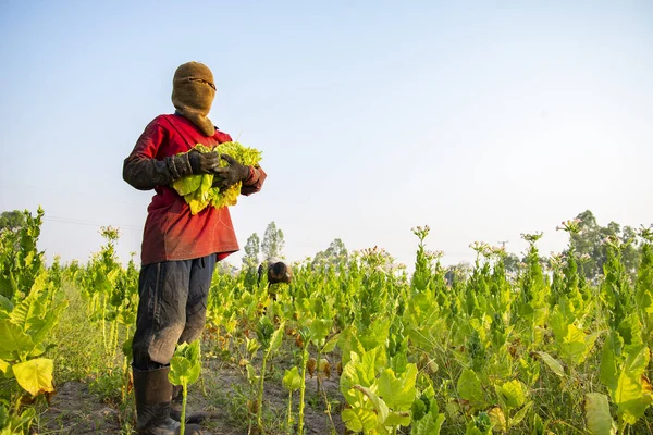 Farmář Sklízí Tabákového Listu Poli — Stock fotografie