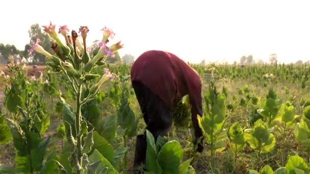 Agricultor Cosechando Hoja Tabaco Campo — Vídeo de stock