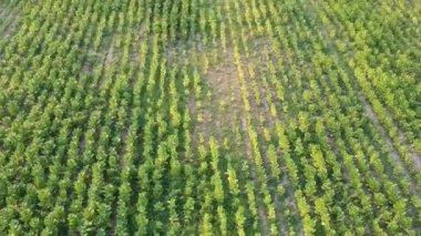 Tütün alanın havadan görünümü