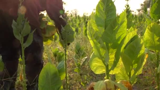 Agricultor Cosechando Hoja Tabaco Campo — Vídeo de stock