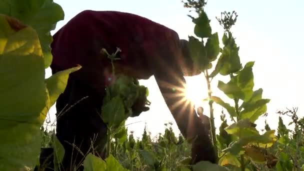 Agricultor Cosechando Hoja Tabaco Campo — Vídeos de Stock