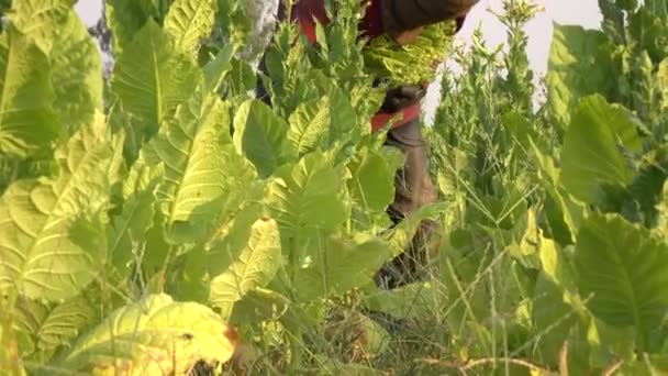 Agricultor Cosechando Hoja Tabaco Campo — Vídeo de stock