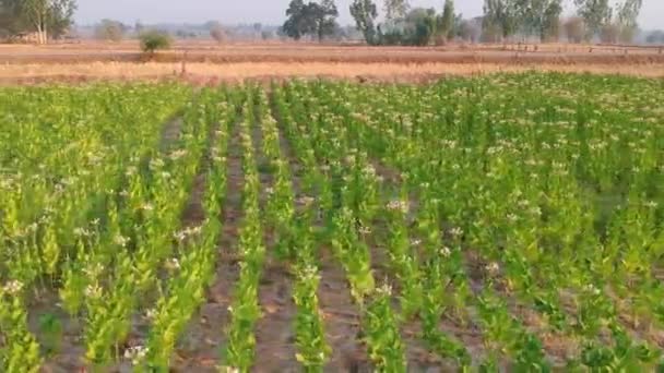 Aerial View Tobacco Field — Stock Video