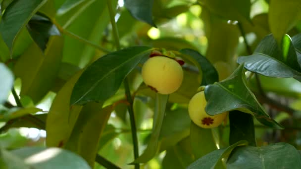 Mangoustan Vert Sur Arbre — Video