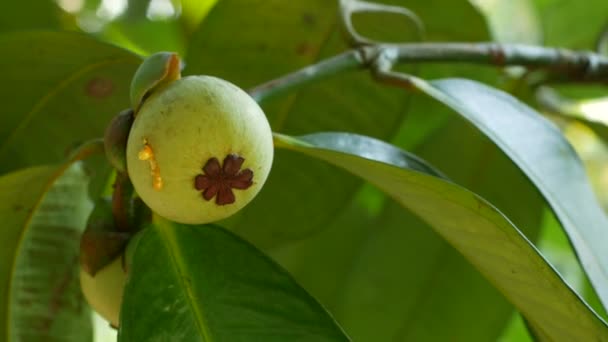 Grüne Mangostan Auf Baum — Stockvideo