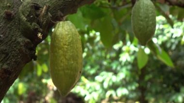 Ağaçtan kakao meyvesi toplama