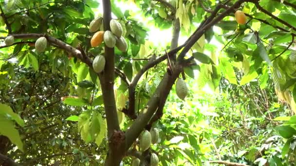 Fruta Del Cacao Árbol Fondo Agrícola — Vídeos de Stock