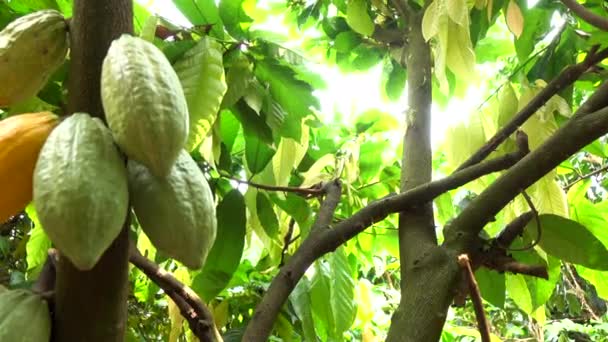 Fruta Del Cacao Árbol Fondo Agrícola — Vídeos de Stock