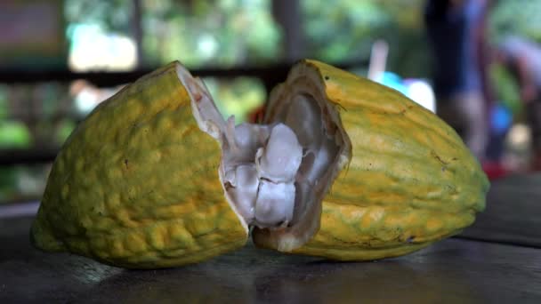 Close Fruta Cacau — Vídeo de Stock