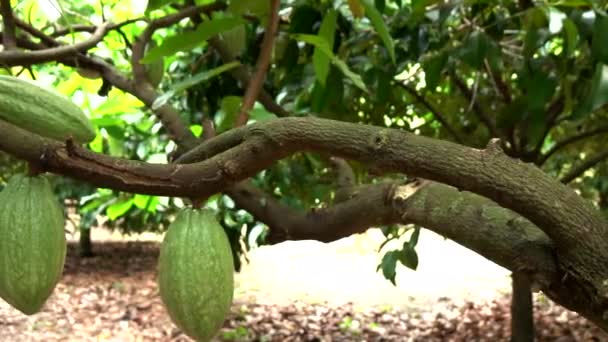 Φρούτα Κακάο Στο Δέντρο Γεωργία Φόντο — Αρχείο Βίντεο