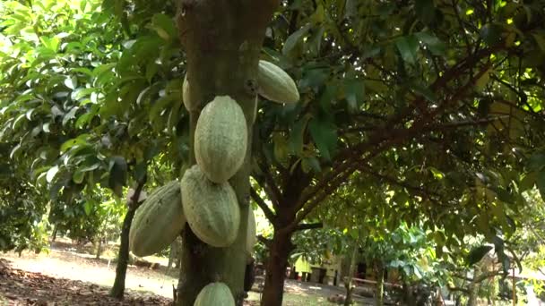 Fruits Cacao Sur Arbre — Video