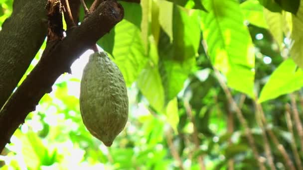 木の農業の背景にココアフルーツ — ストック動画