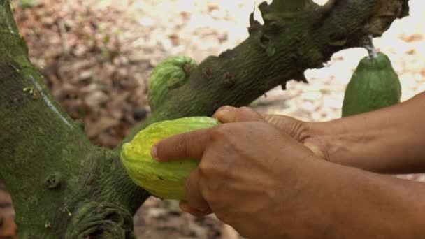 Récolte Des Fruits Cacao Arbre — Video