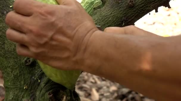 Harvesting Cocoa Fruit Tree — Stock Video