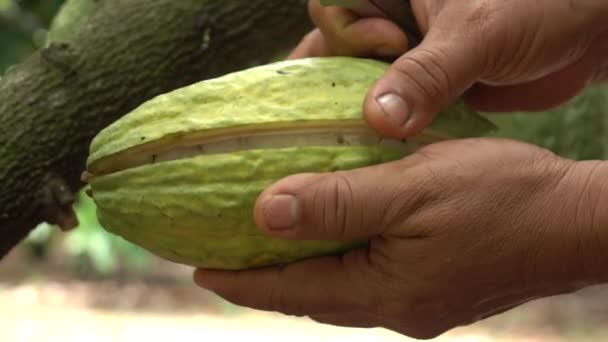 Skörd Kakao Frukt Från Träd — Stockvideo