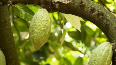 Kakao meyve ağacı üzerinde