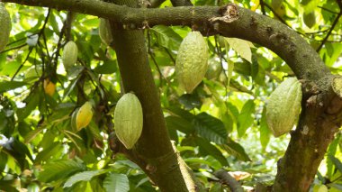 Kakao meyve ağacı üzerinde