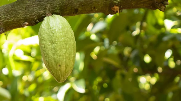 Frutta Cacao Albero — Foto Stock