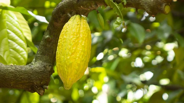 Frutta Cacao Albero — Foto Stock