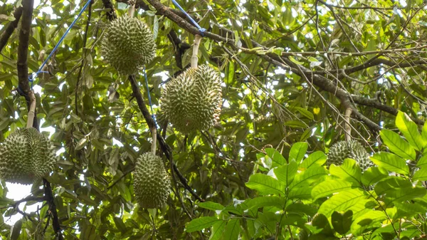 Durian meyve ağacı üzerinde