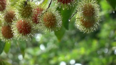 Yağmur ağaçta Rambutan meyve