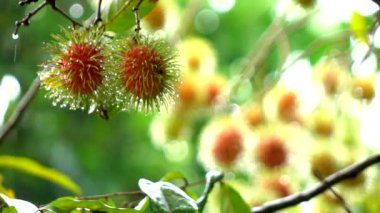 Yağmur ağaçta Rambutan meyve