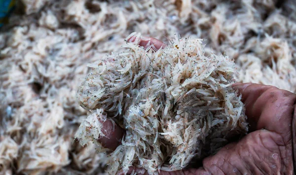 Hand Holding Fresh Krill — Stock Photo, Image