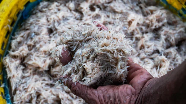 Hand Holding Fresh Krill — Stock Photo, Image