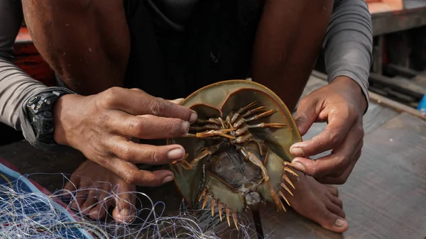 渔夫从海里捕捉马蹄蟹 — 图库照片