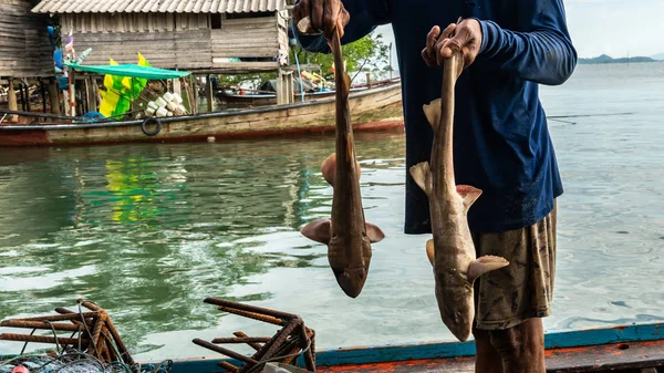 Fischer Fangen Hai Aus Dem Meer — Stockfoto