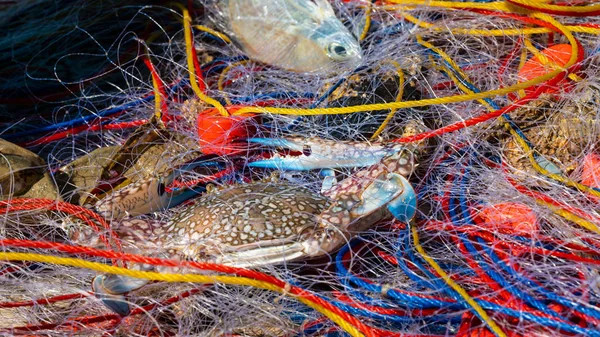 Fischer Fangen Krabben Aus Dem Meer — Stockfoto
