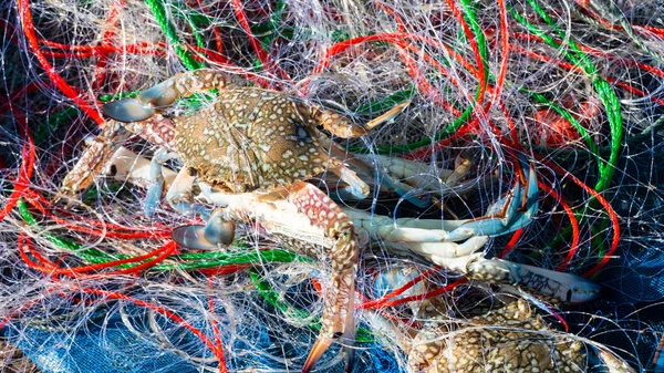 Fiskare Som Fångar Krabba Från Havet — Stockfoto