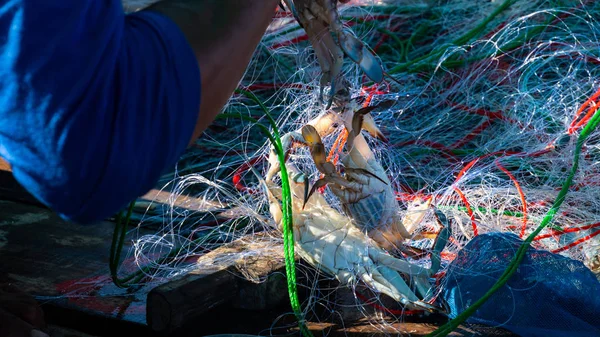 Pêcheurs Attrapant Crabe Mer — Photo