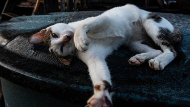 Çöp kutusunda uyuyan kedi