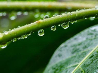 Doğada yeşil yaprak üzerinde çiy Makro