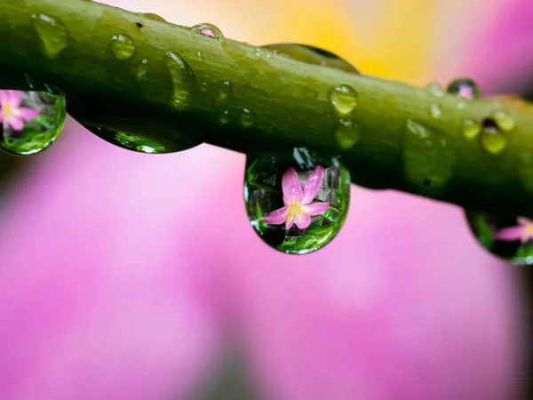 Macro de reflextion de rosée fleur dans la nature — Photo