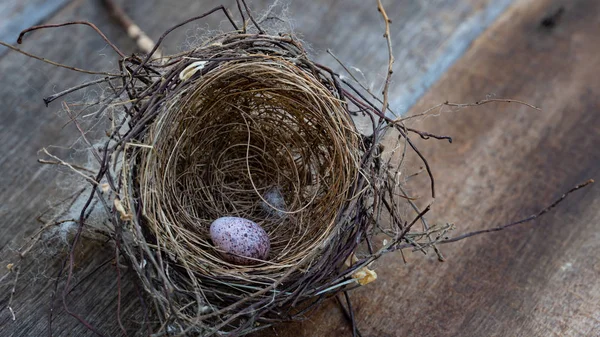 Huevo de ave en el nido en la vida salvaje —  Fotos de Stock