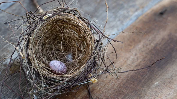 Fågel ägg i boet — Stockfoto