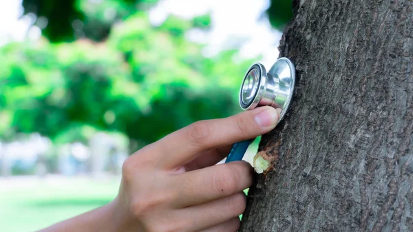Stethoscoop gebruiken voor tree Health check — Stockfoto