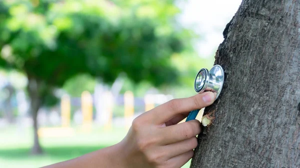 Stethoscoop gebruiken voor tree Health check — Stockfoto