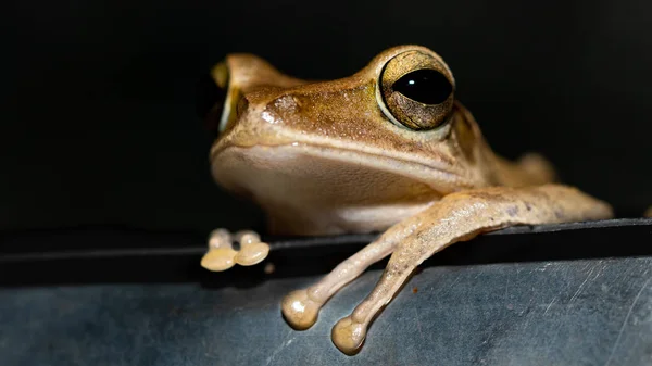 Macro Frog Night — Stock Photo, Image
