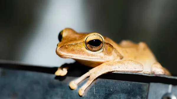 Macro Frog Night — Stock Photo, Image