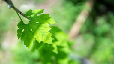 Asma Tarım arka planda acı kabalık