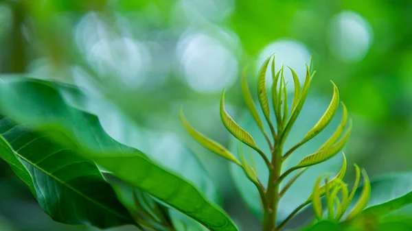 Mango Blatt Baum Garten Landwirtschaftliche Hintergrund — Stockfoto