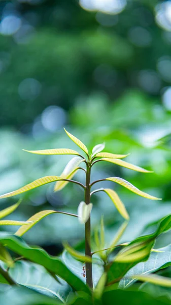 Mango Blatt Baum Garten Landwirtschaftliche Hintergrund — Stockfoto