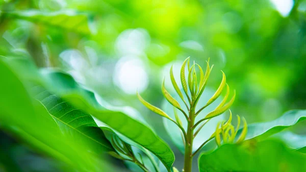 Árbol Hoja Mango Jardín Fondo Agricultur — Foto de Stock