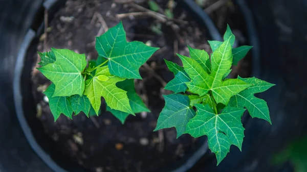 Mexico Boerenkool Tuin Landbouw Achtergrond — Stockfoto