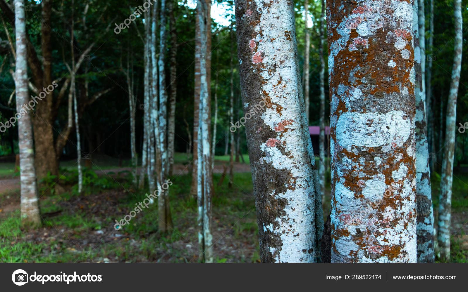 Agarwood Tree Plant Perfume Industry Stock Photo Image By C Somsak 289522174