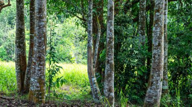 Bitki, Parfüm sektöründe Agarwood ağacı